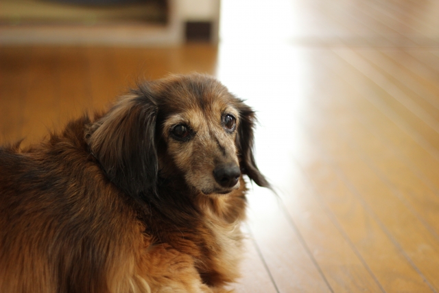 「愛犬の気持ち正しく理解してる？本当は辛いかもしれない仕草！」
